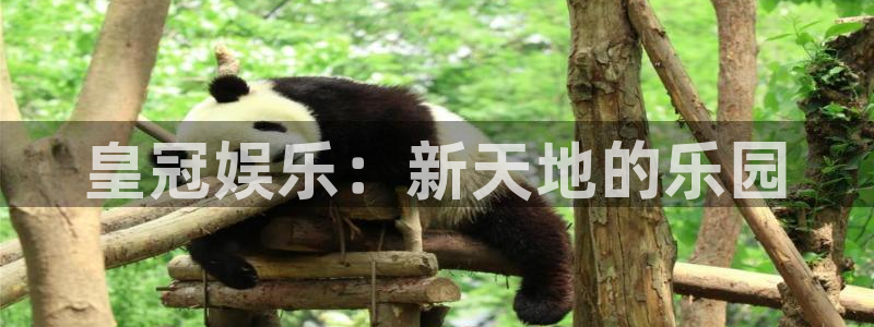 蓝图娱乐平台：皇冠娱乐：新天地的乐园